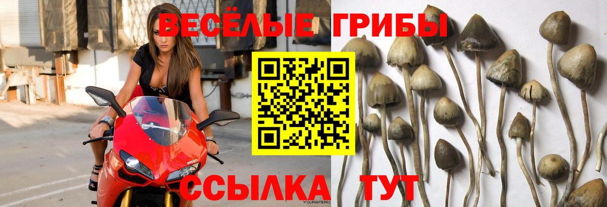 Галлюциногенные грибы Psilocybe  Вход с VPN  Мелеуз 